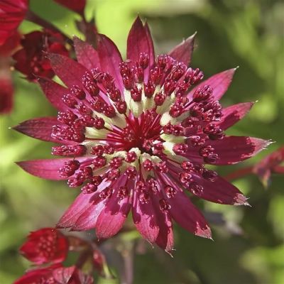 Астранция Дарк Шайни Айз - Dolina-Sad.Ru