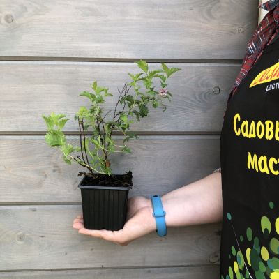 Спирея японская Криспа, С1,5 Спирея японская Криспа, С1,5 - Dolina-Sad.Ru