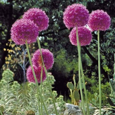 Аллиум Ред Гигант Аллиум Ред Гигант - Dolina-Sad.Ru