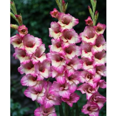 Гладиолус Новара Гладиолус Новара - Dolina-Sad.Ru