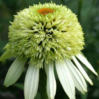 Эхинацея пурпурная Прарайд Блэйз Винтаж Лайм Эхинацея пурпурная Прарайд Блэйз Винтаж Лайм - Dolina-Sad.Ru