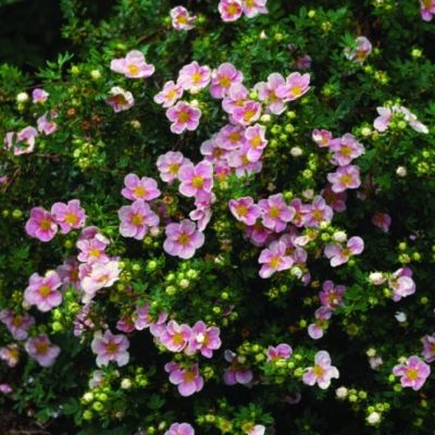 Лапчатка кустарниковая Лавли Пинк (Пинк Бьюти) Лапчатка кустарниковая Лавли Пинк (Пинк Бьюти) фото