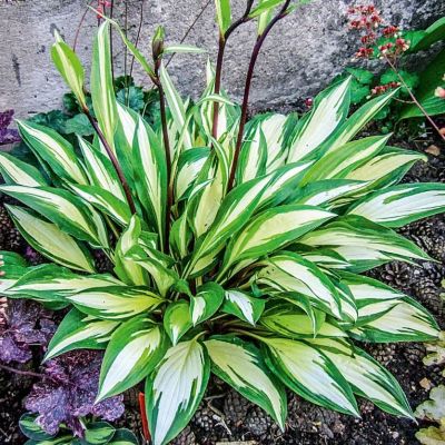 Хоста Черри Берри Хоста Черри Берри фото