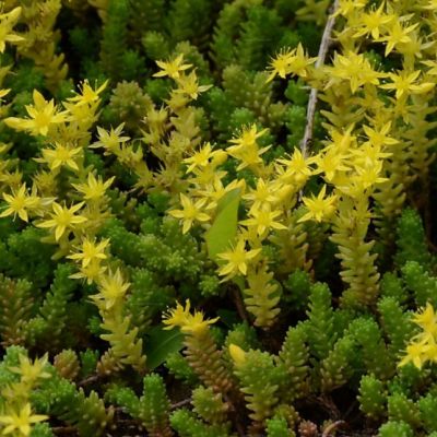 Седум едкий , P9 Седум едкий , P9 фото