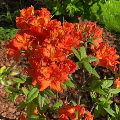 Рододендрон Гибраалтар Рододендрон Гибраалтар - Dolina-Sad.Ru