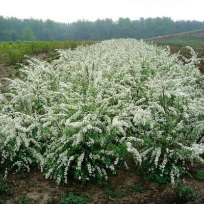 Спирея серая Грациоза Спирея серая Грациоза - Dolina-Sad.Ru