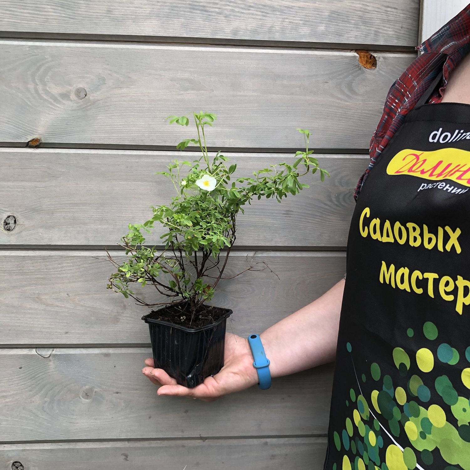 Лапчатка кустарниковая Медик Уилл Маунт Лапчатка кустарниковая Медик Уилл Маунт фото