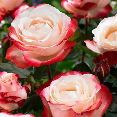 Роза Ностальжи Роза Ностальжи фото