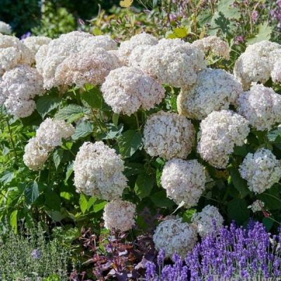 Гортензия древовидная Кандибель Маршмеллоу фото