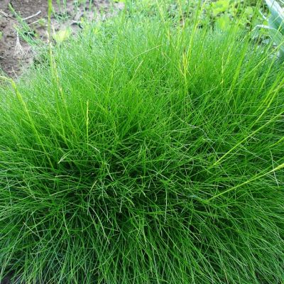 Овсяница метельчатая , P9 Овсяница метельчатая , P9 фото