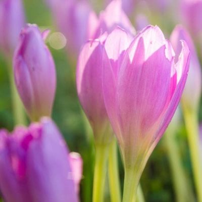 Крокус Зонатус Крокус Зонатус фото