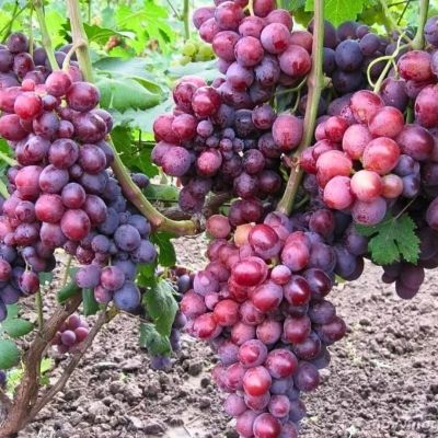 Виноград Заря Несватая Виноград Заря Несватая - Dolina-Sad.Ru