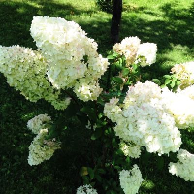 Гортензия метельчатая Диамантино, С3 - Dolina-Sad.Ru