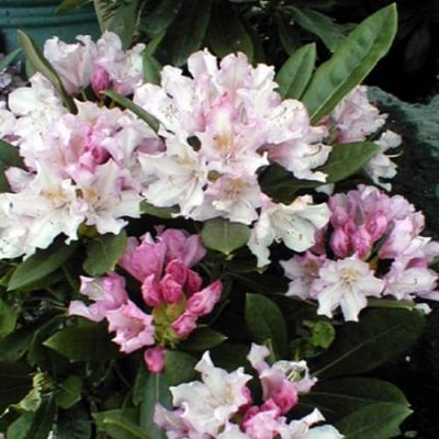 Рододендрон Дочь Похъелы Рододендрон Дочь Похъелы фото