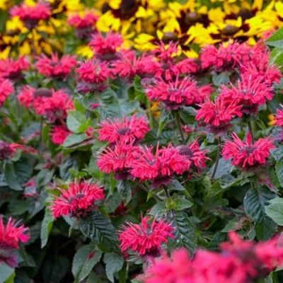 Монарда Би Хэппи , x Монарда Би Хэппи , x фото