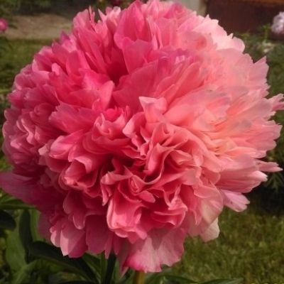 Пион Мэри Джо Легар Пион Мэри Джо Легар фото