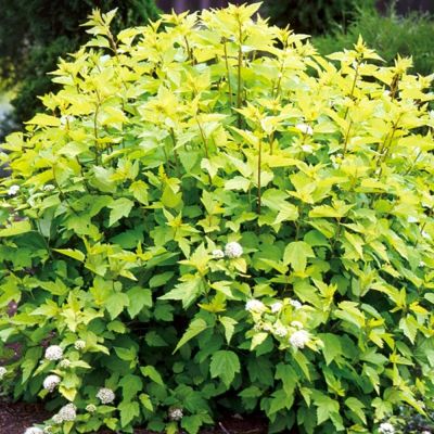 Пузыреплодник головчатый Тильден Парк Пузыреплодник головчатый Тильден Парк - Dolina-Sad.Ru