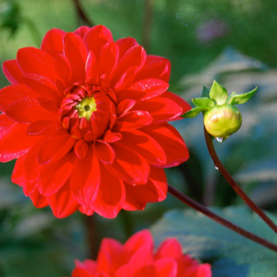 Георгина Хитвейв Георгина Хитвейв фото