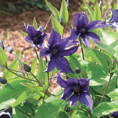 Клематис Сафира Индиго Клематис Сафира Индиго - Dolina-Sad.Ru