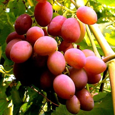 Виноград Кинг Руби Виноград Кинг Руби фото