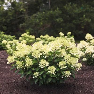 Гортензия метельчатая Милк энд Хани Гортензия метельчатая Милк энд Хани - Dolina-Sad.Ru