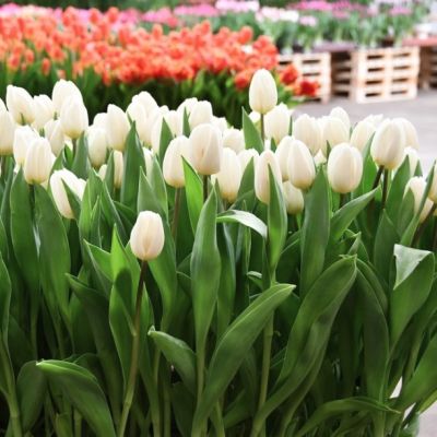 Тюльпан Уайт Флэг Тюльпан Уайт Флэг - Dolina-Sad.Ru