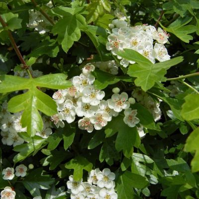 Боярышник однопестичный, С3 Боярышник однопестичный, С3 - Dolina-Sad.Ru