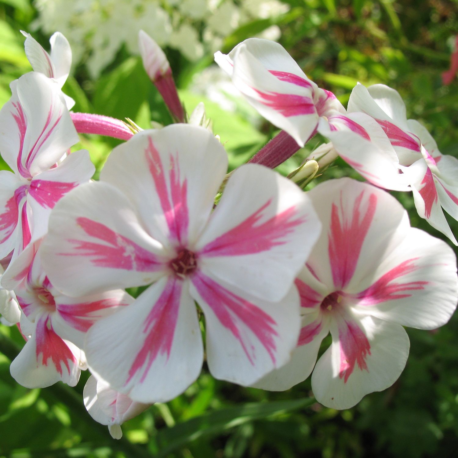 Флокс метельчатый Твистер Флокс метельчатый Твистер - Dolina-Sad.Ru