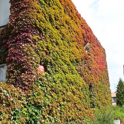 Виноград тройчатый Вичи - Dolina-Sad.Ru