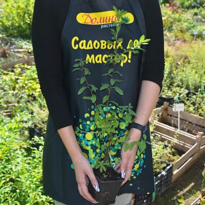 Спирея иволистная, С3 Спирея иволистная, С3 - Dolina-Sad.Ru