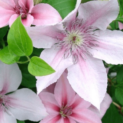 Клематис Ян Павел Клематис Ян Павел фото