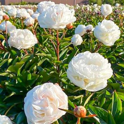 Пион Мазерс Чойс - Dolina-Sad.Ru