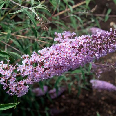 Буддлея Давида Нанхоэнсис Буддлея Давида Нанхоэнсис - Dolina-Sad.Ru