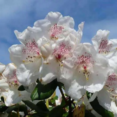 Рододендрон гибридный Гартендиректор Ригер Рододендрон гибридный Гартендиректор Ригер фото