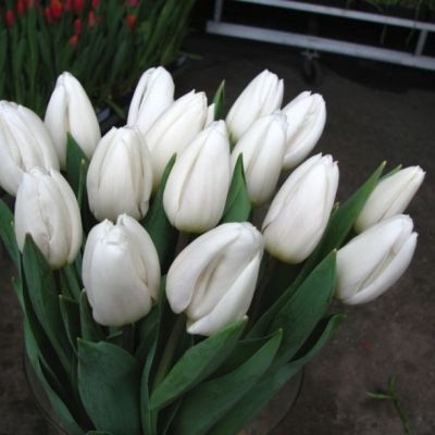 Тюльпан Уайт Флэг Тюльпан Уайт Флэг - Dolina-Sad.Ru