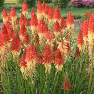 Книфофия Ред Рокет Книфофия Ред Рокет - Dolina-Sad.Ru