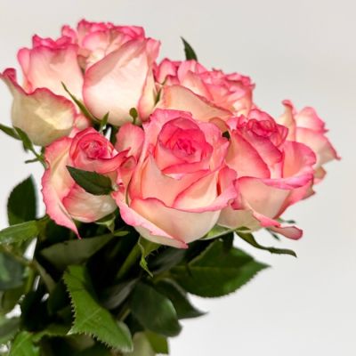 Роза Джумилия Роза Джумилия - Dolina-Sad.Ru