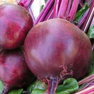 Свекла Черная Вдова Свекла Черная Вдова фото