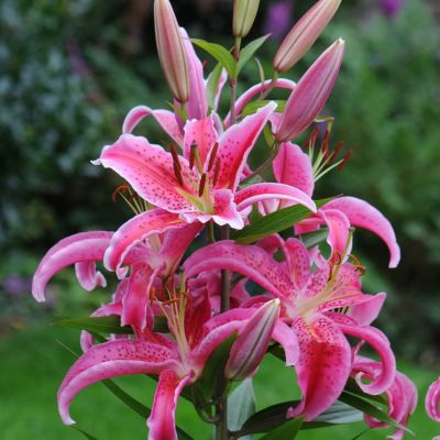 Лилия Меро Стар 2шт. Лилия Меро Стар 2шт. фото