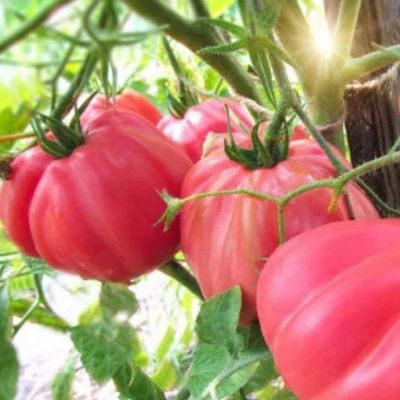 Томат Инжирный малиновый автор. Томат Инжирный малиновый автор. - Dolina-Sad.Ru