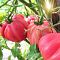 Томат Инжирный малиновый автор. Томат Инжирный малиновый автор. - Dolina-Sad.Ru