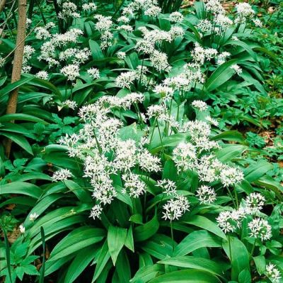 Черемша Медвежонок Черемша Медвежонок фото