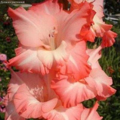 Гладиолус Хеопс Гладиолус Хеопс фото