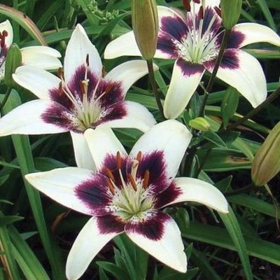 Лилия Патрисиа прайд Лилия Патрисиа прайд фото