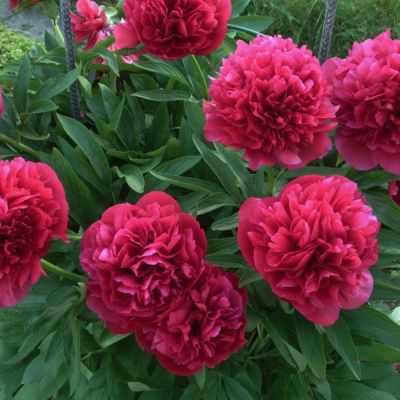 Пион Рубра Плена Пион Рубра Плена - Dolina-Sad.Ru
