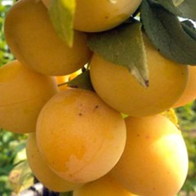 Слива диплоидная Лодва Слива диплоидная Лодва фото