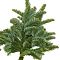 Лапник пихты Нобилиса (3 ветки, 55-70 см) - Dolina-Sad.Ru