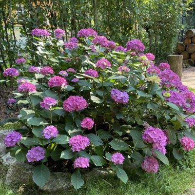 Гортензия крупнолистная Дива - Dolina-Sad.Ru