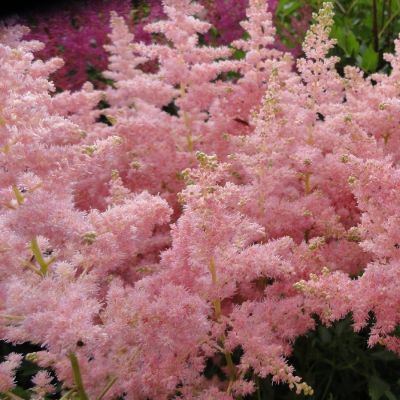 Астильба Арендса Кантри энд Вестерн - Dolina-Sad.Ru