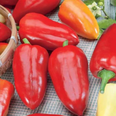 Перец Здоровье Перец Здоровье фото